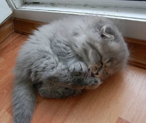 gatito peludo gris
