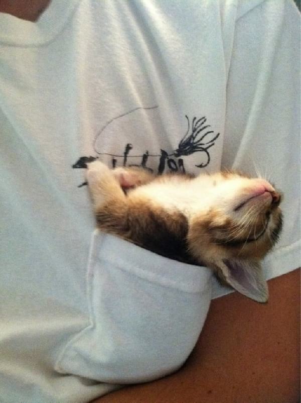 el gat dorm a la samarreta de butxaca