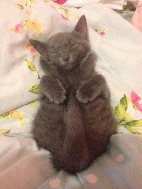 gatito gris durmiendo