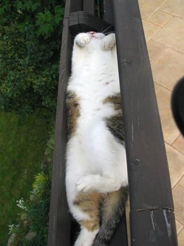gat blanc dormint al canal