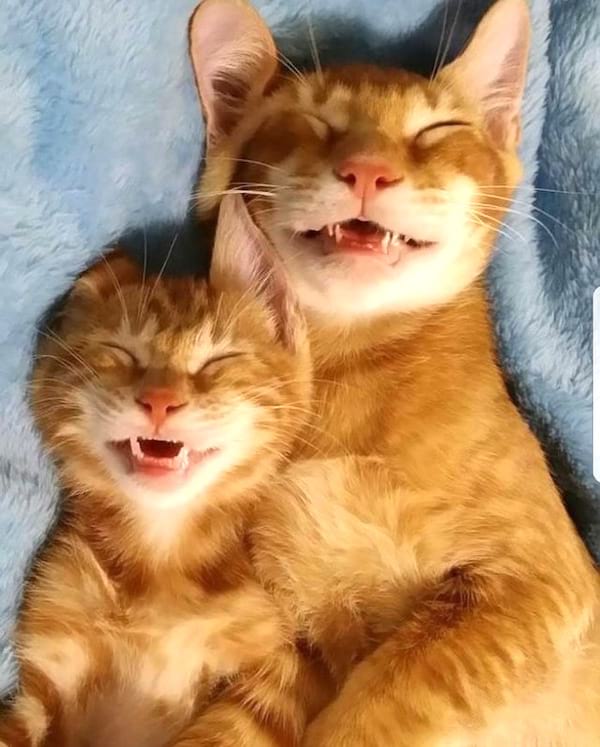 gats-pel-roig-dormint-junts