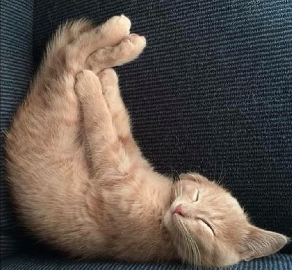 gatito-durmiendo-cabeza-abajo