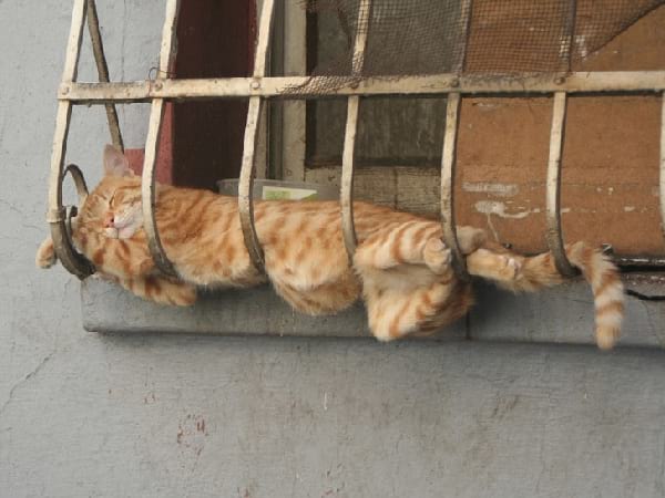 slapende-kat-op-raam-rooster