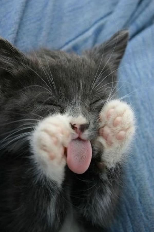 gato-gris-durmiendo-divertido
