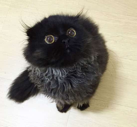 gato escocés negro ojos amarillos