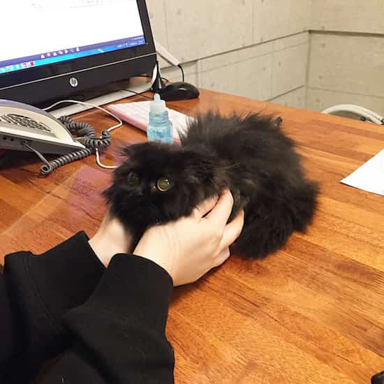abrazo de gato en el escritorio