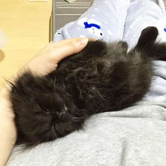 gat negre de pèl llarg dormint contra el seu amo