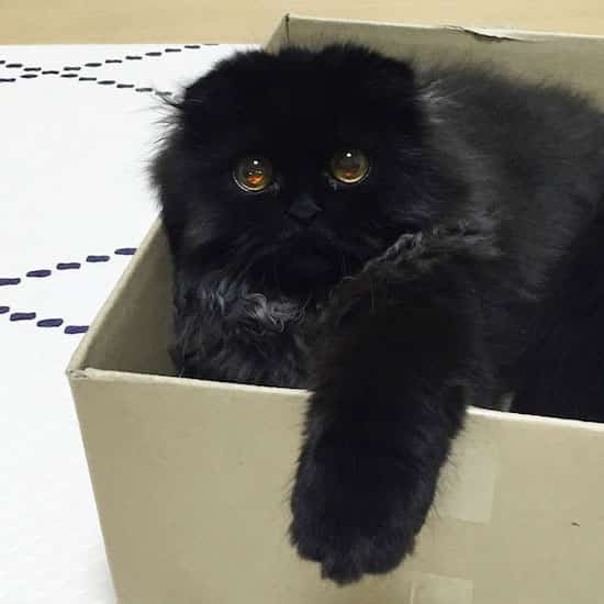 gato negro en caja de cartón