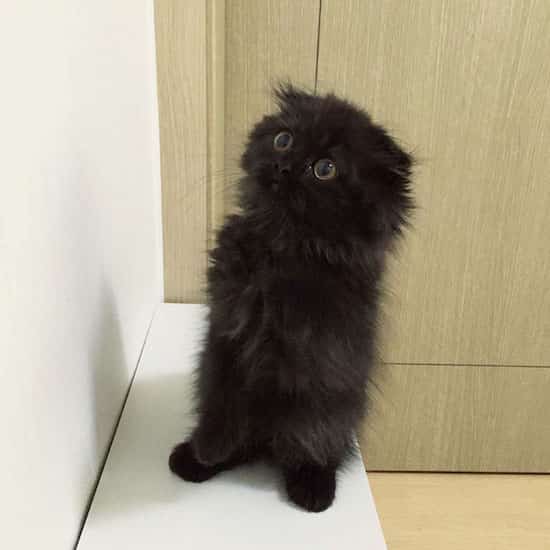muestra de gato negro