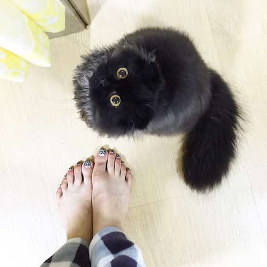 gran gato negro con ojos grandes