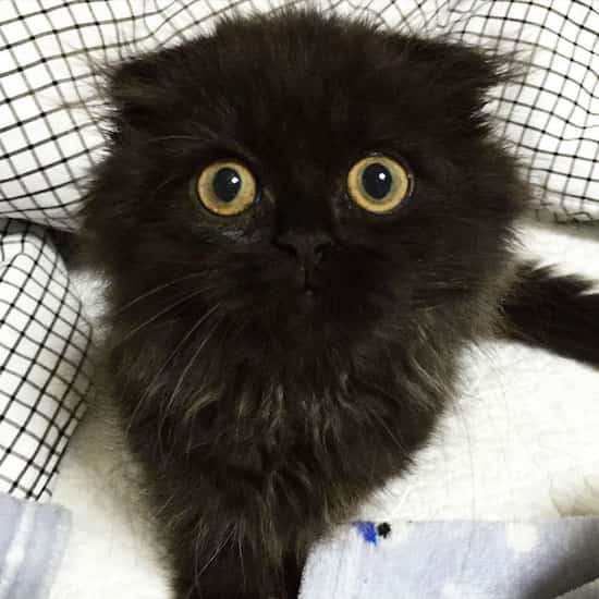 gat negre de pèl llarg escocès mirada intensa