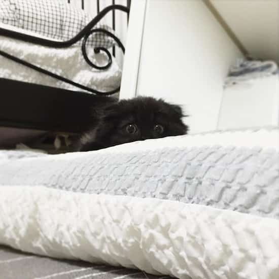 gato negro escondido en la cama