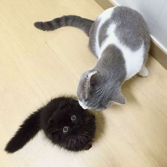 gat negre de pèl llarg i gat gris i blanc