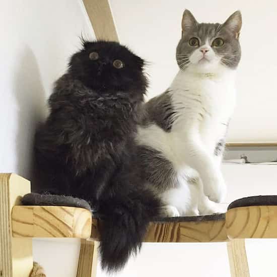 2 gatos amigables negros y grises