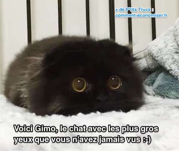 este gato negro tiene los ojos amarillos más grandes de todos los tiempos