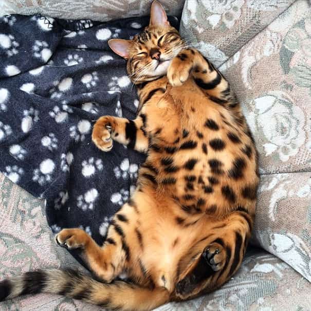 bengálská kočka ležící potřísněné břicho