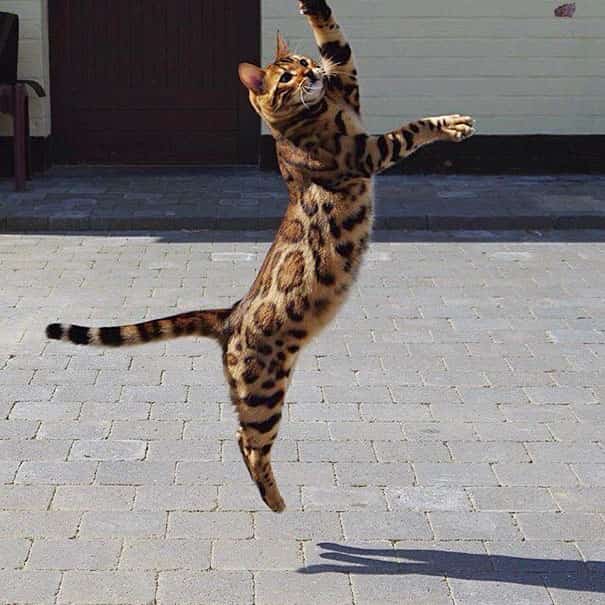 斑点外套跳跃的猫