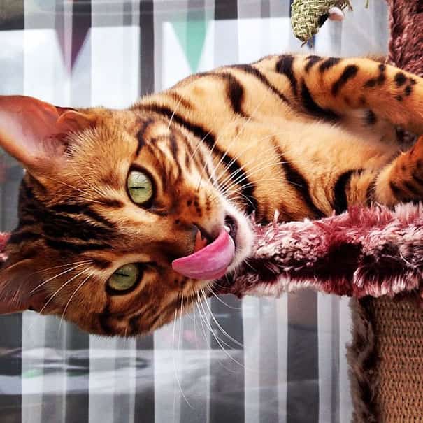 bengálská kočka vyplázla jazyk