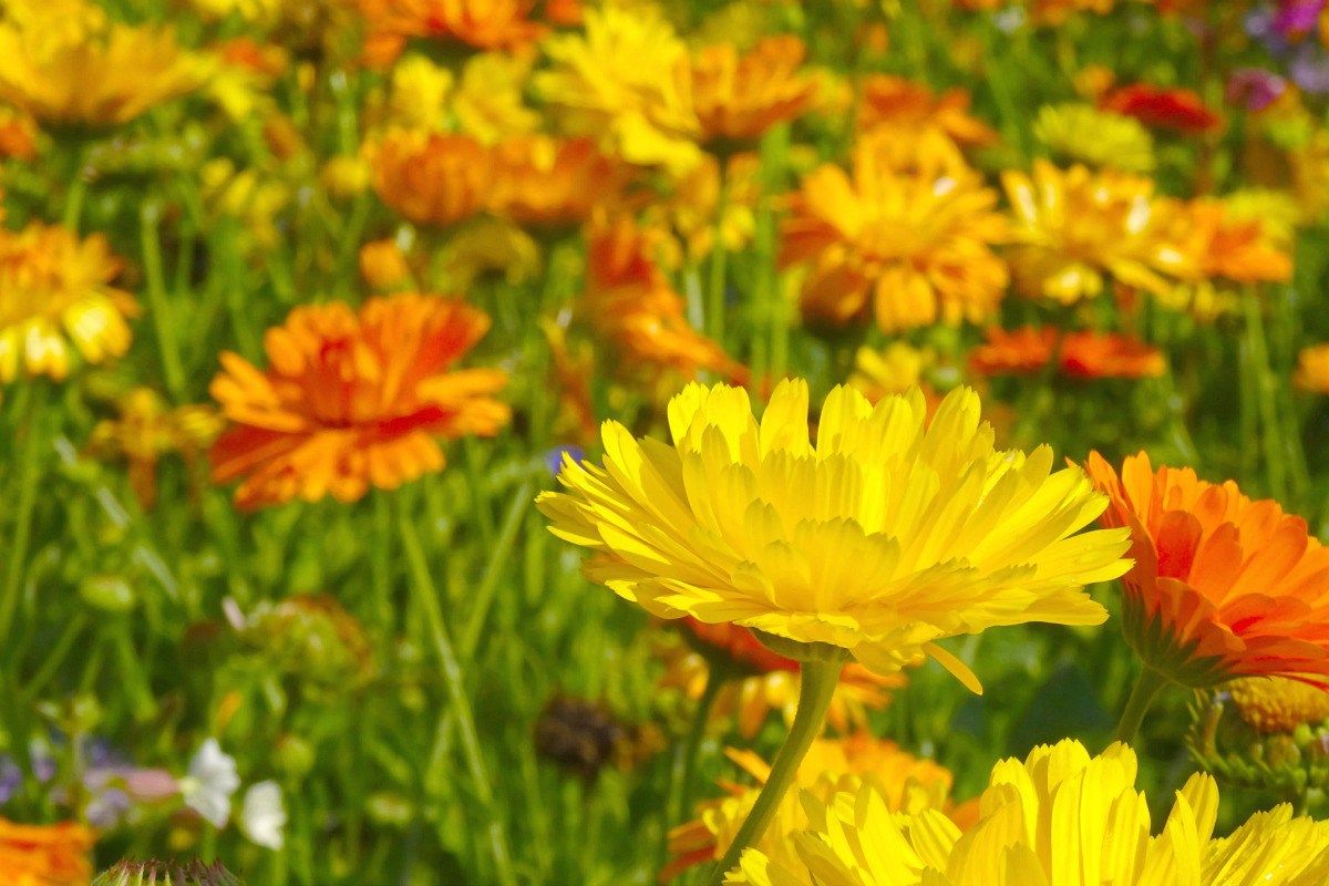 19 plantes anti-insectes que protegeixen de manera natural la vostra llar i jardí.