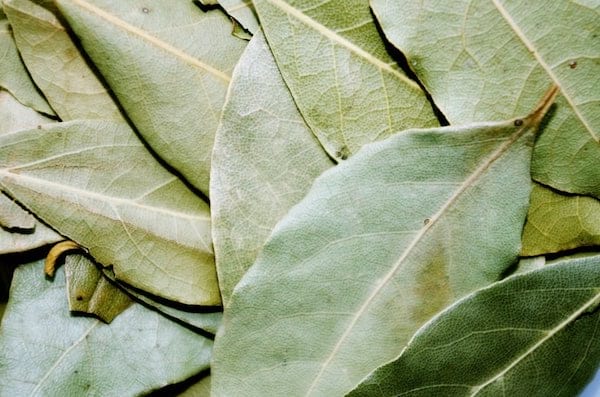 Las hojas de laurel son un repelente de insectos natural