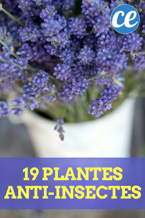 19 plantas para proteger tu jardín y tu hogar.