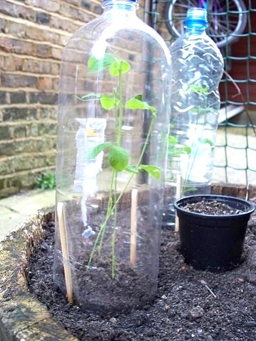 mini invernadero para plantones con botella de plástico