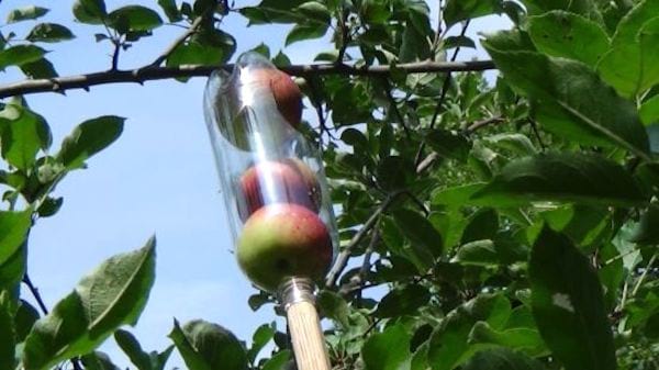 cosechar los frutos muy alto con una botella de plástico