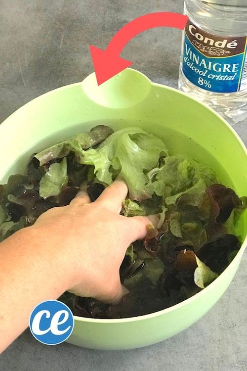 til at vaske salaten, mens du sparer på vandet, brug hvid eddike