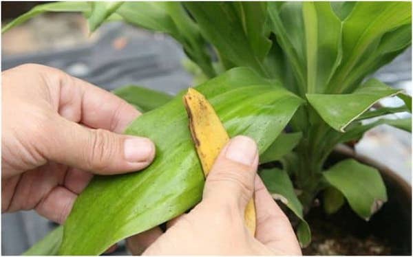 nuvalykite žalius augalų lapus su bananu