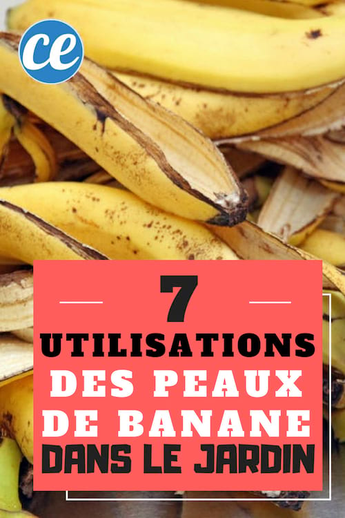 7 usos de las cáscaras de plátano en el jardín que debes conocer