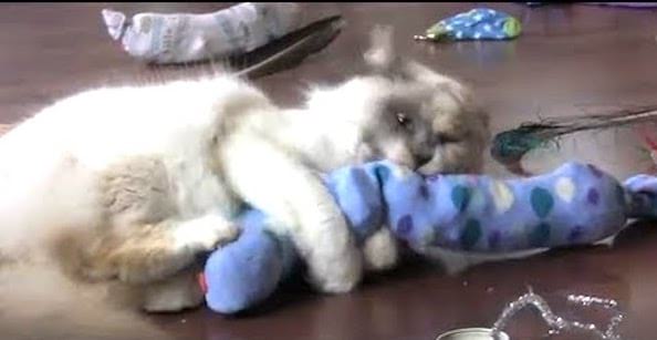 juguete casero para gatos con un calcetín