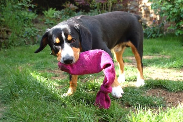 un perro de juguete con un calcetín huérfano