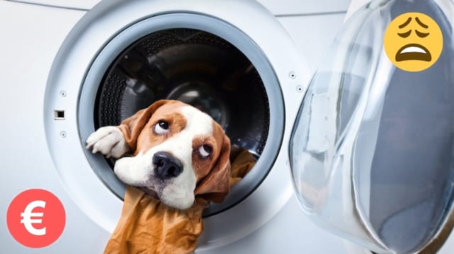 כלב מוציא את ראשו ממכונת כביסה