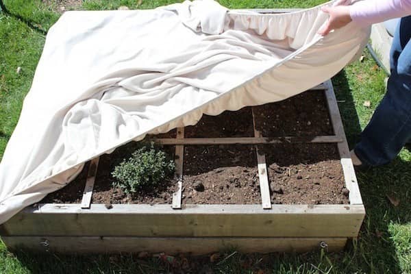 Use una sábana bajera vieja para proteger sus plantas