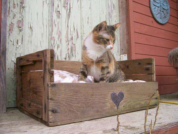 hacer la casa del gato con una paleta de madera