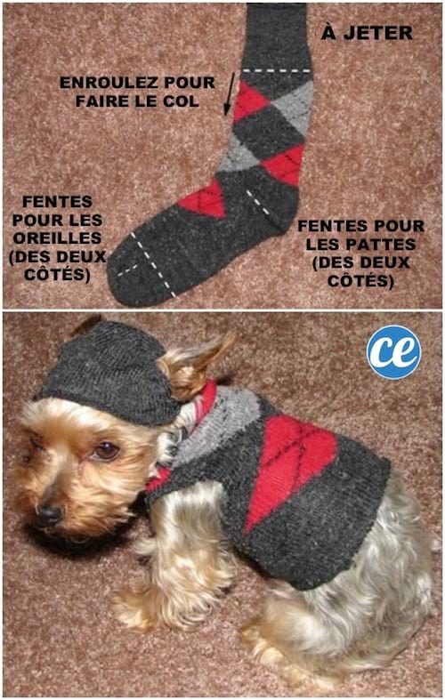Un calcetín reciclado para hacer un suéter para un perro pequeño.