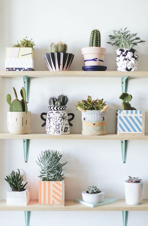 kaktusser i små farverige potter