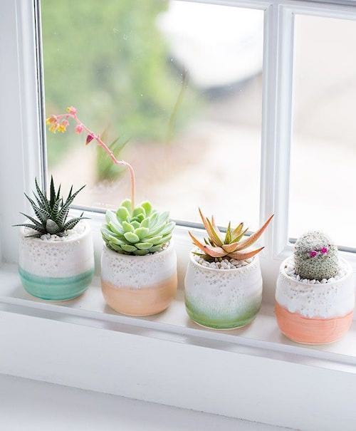 kaktus i små farvede glas