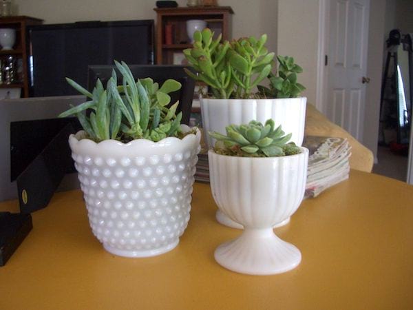 Plantar cactus en macetas blancas modernas.