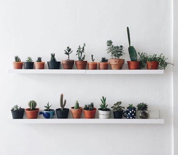 decoración de cactus en un estante