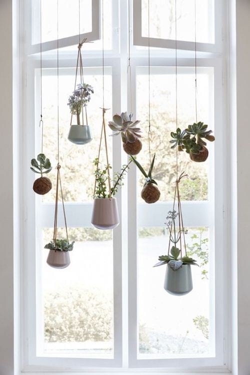 kaktusser hængende foran vinduet