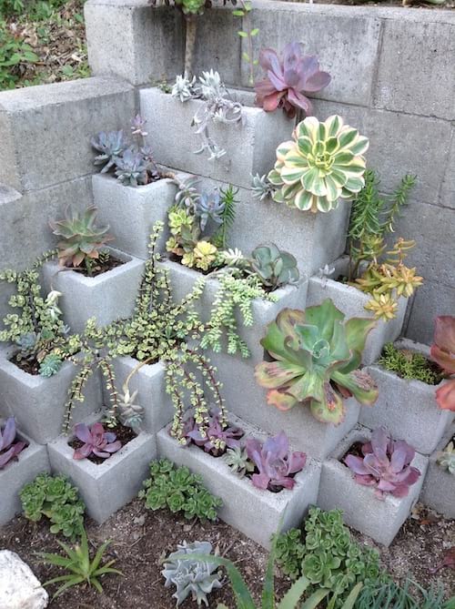 Planta suculenta en un jardín de dos pisos en bloques de hormigón.