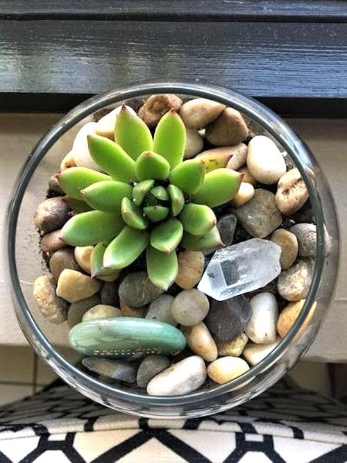 Composición de plantas suculentas con piedra y maceta de vidrio.