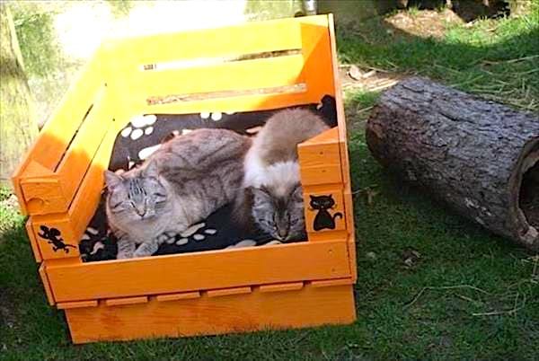 Dos gatos acostados en una caseta de perro hecha de palets de madera