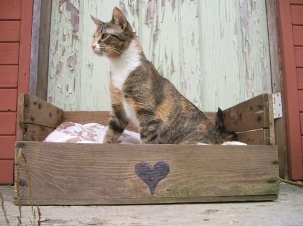 paleta de madera para gatos con un gato