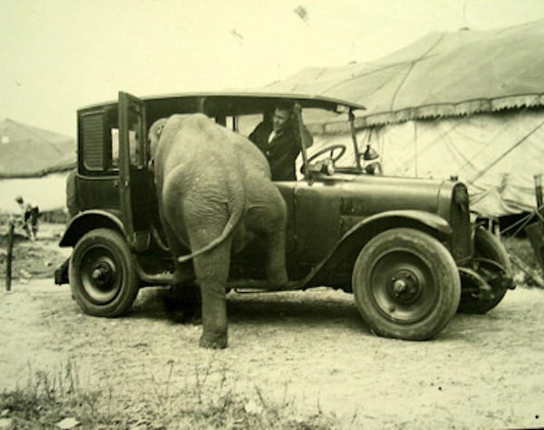 Elefant entrant en un cotxe negre vell
