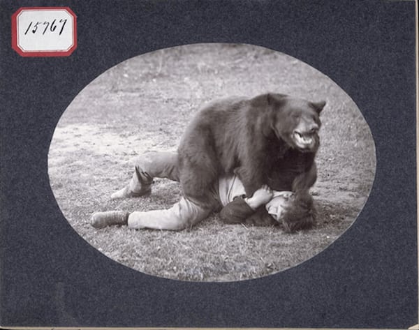 Un oso en un joven en el suelo.