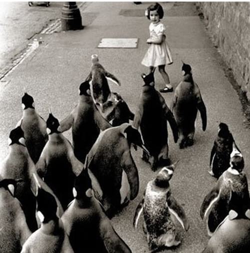 Maža mergaitė priešais kelis pingvinus gatvėje