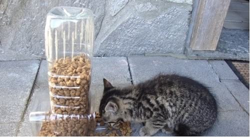 מאכיל חתולים מבקבוק פלסטיק