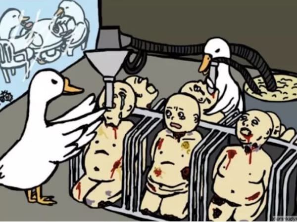 La alimentación forzada de los gansos denunciada